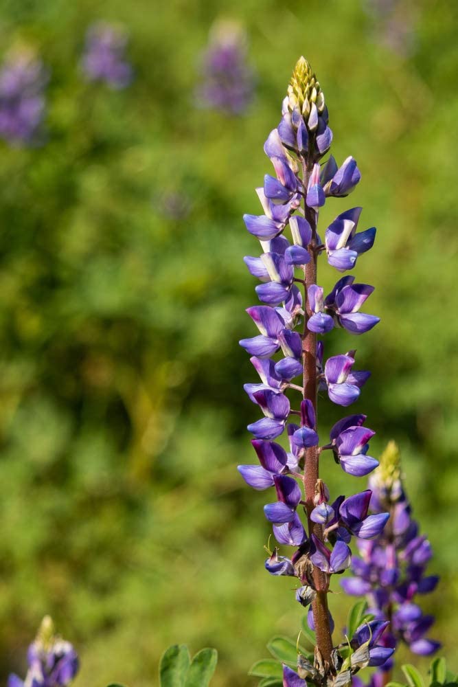 Arroyo Lupine, 50 Flower Seeds Per Packet
