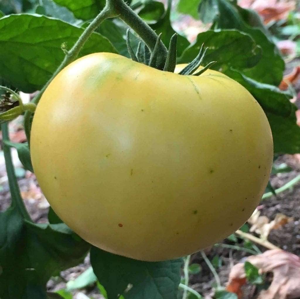 Beefsteak White Tomato, 50 Heirloom Seeds Per Packet, Non GMO Seeds