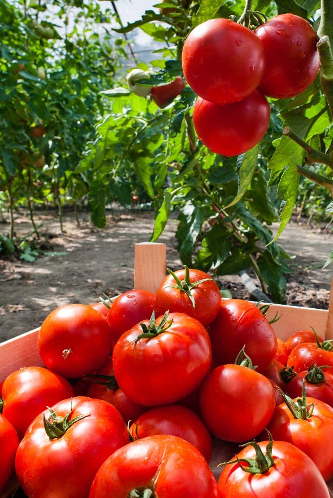 Caribe Tomato, 100 Heirloom Seeds Per Packet, Non GMO Seeds