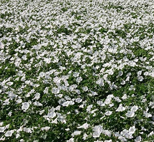 Rose Mallow Dwarf White, 100 Seeds Per Packet, Non GMO Seeds