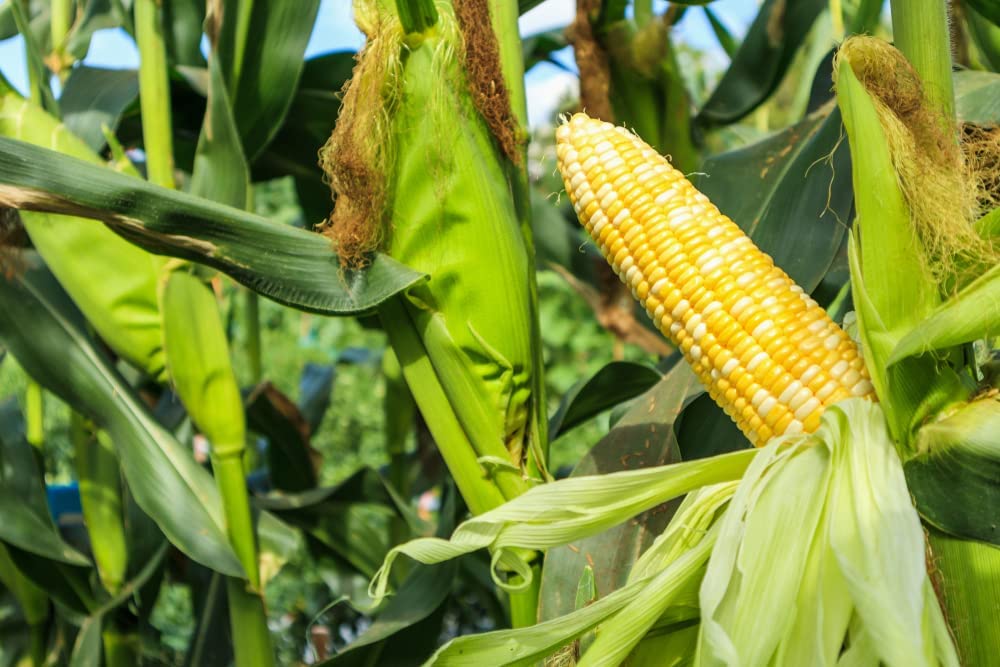 Serendipity BiColor Sweet Corn, 75+ Heirloom Seeds Per Packet, Non GMO Seeds, Botanical Name: Zea Mays