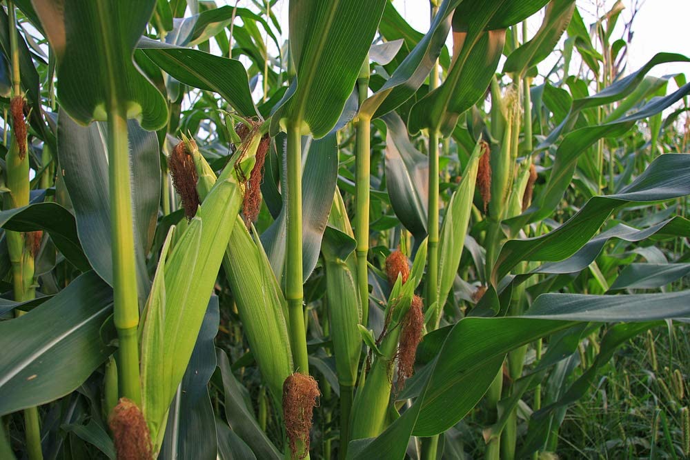 Ambrosia Hybrid Sweet Corn, 50+ Heirloom Seeds Per Packet, Non GMO Seeds, Botanical Name: Zea Mays