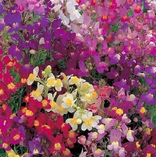 Toadflax Fairy Dwarf Mix, 5000 Seeds Per Packet