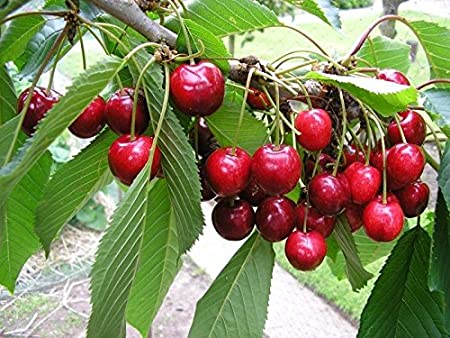 Sweet Cherry Tree Seeds, 20 Seeds Per Packet
