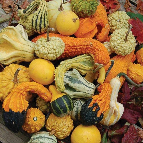Large Gourd Mix