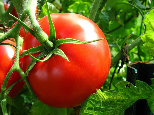 Jet Star Hybrid Tomato, 25 Seeds Per Packet