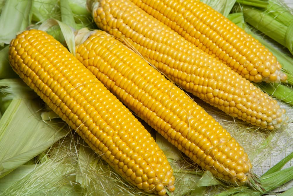 Sugar Buns Sweet Yellow Corn, 50+ Heirloom Seeds Per Packet, Non GMO Seeds, Botanical Name: Zea Mays