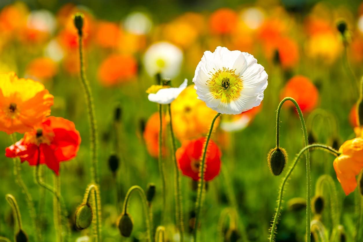 Iceland Poppy, 3000 Flower Seeds Per Packet