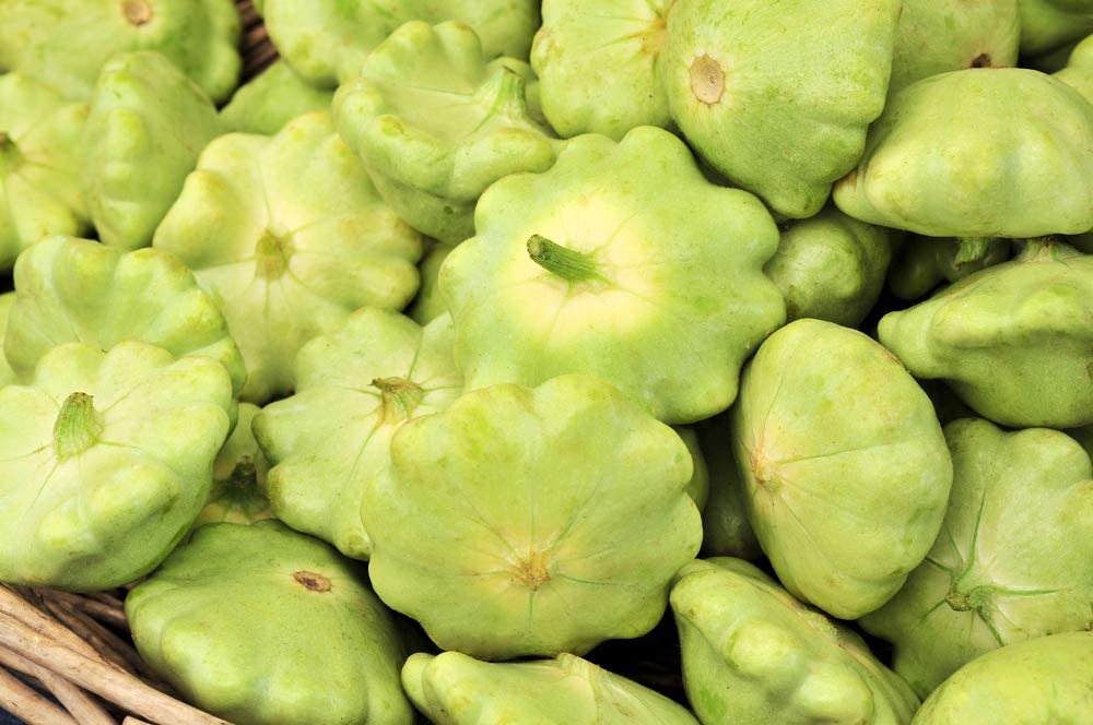 Bennings Green Tint Summer Squash, 30 Heirloom Seeds Per Packet, Non GMO Seeds