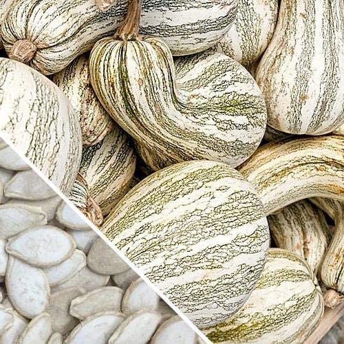 Green Striped Cushaw Pumpkin, 25 Heirloom Seeds Per Packet, Non GMO Seeds