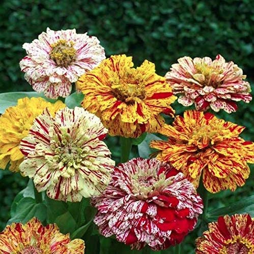 Zinnia Seeds Candy Stripe Mix