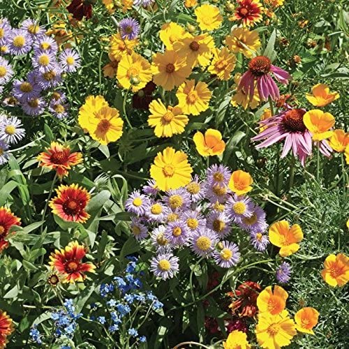 Birds Bees & Butterflies Flower Mix, 500 Seeds Per Packet, Non GMO Seeds