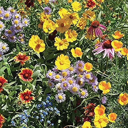 Burst of Bloom Wildflower Seeds 2500 Flower Seeds Per Packet
