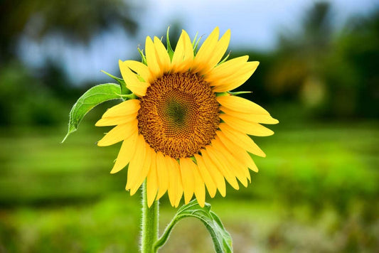 Sunflower Dwarf Sunspot, 25 Heirloom Seeds Per Packet, Non GMO Seeds