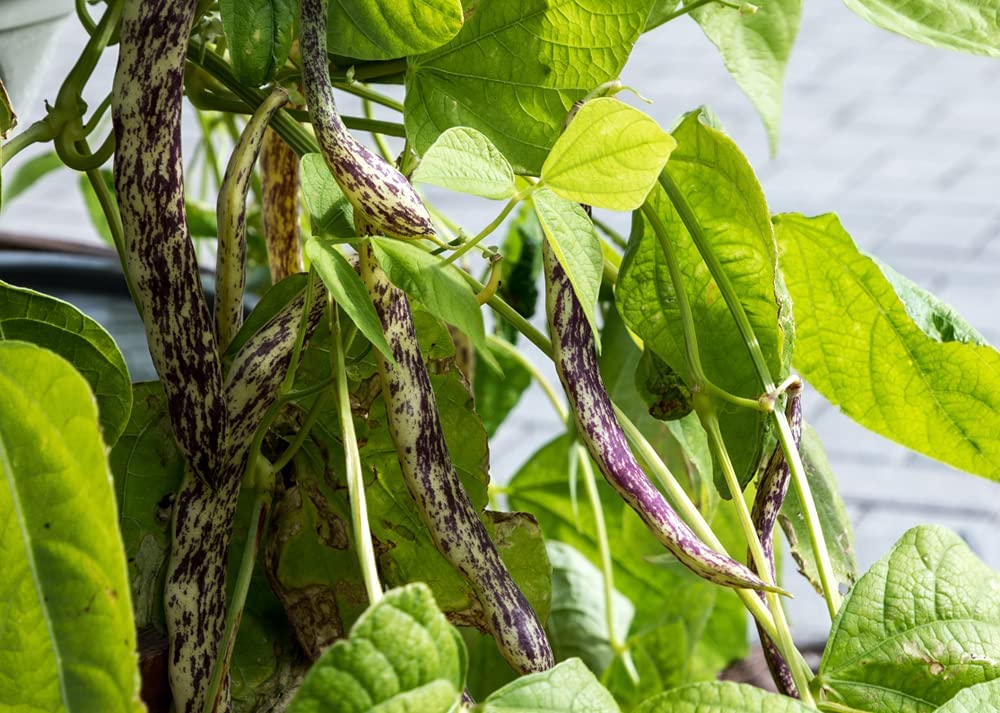 Dragon's Tongue Bush Bean Dragon Langerie , 25 Heirloom Seeds Per Packet, Non GMO Seeds