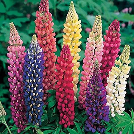 Perennial Lupine Russell Mix, 200 Flower Seeds Per Packet