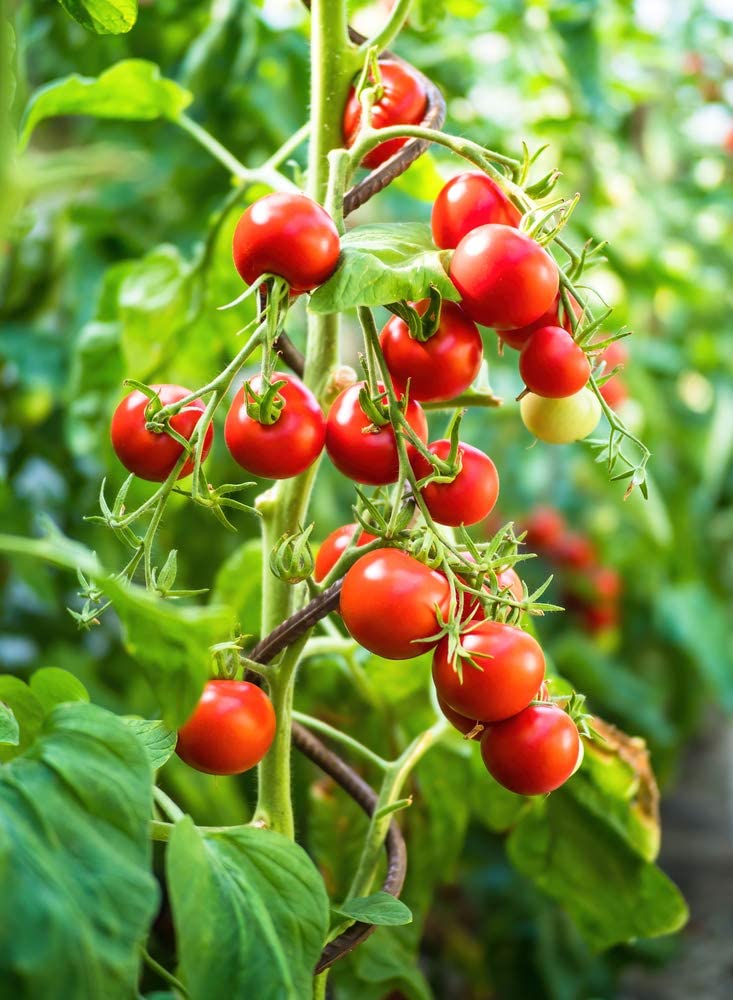 Calypso Caribbean Tomato, 100 Heirloom Seeds Per Packet, Non GMO Seeds