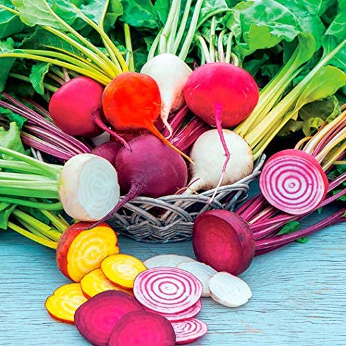 Rainbow Mix Beet Seeds, 100 Heirloom Seeds Per Packet, Non GMO Seeds