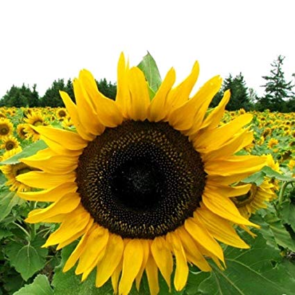 Mammoth Grey Stripe Sunflower Seeds, 50 Flower Seeds Per Packet