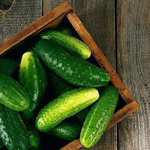 Ashley Slicing Cucumber, 50 Heirloom Seeds Per Packet, Non GMO Seeds
