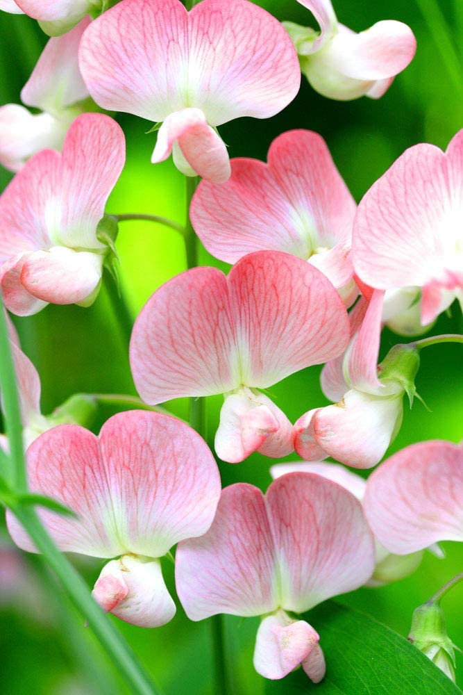 Cupid Pink Sweet Pea Flower, 15 Seeds Per Packet