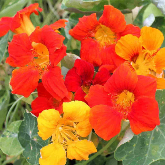 Nasturtium Mix Blend, 50 Flower Seeds Per Packet