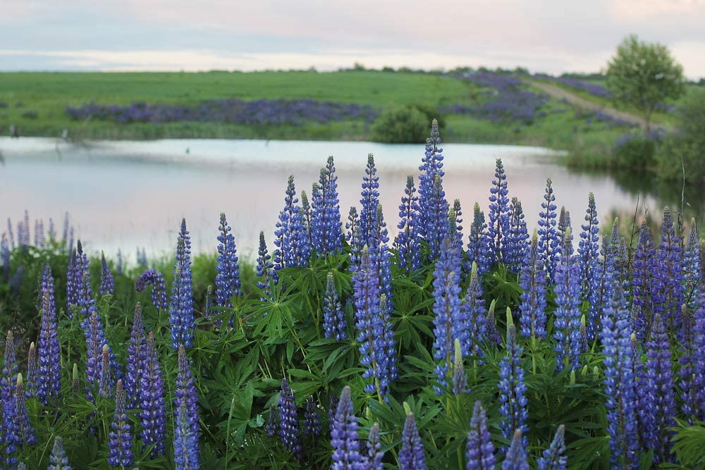 Lupine Blue Russell, 25 Seeds Per Packet, Non GMO Seeds