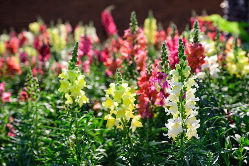 Liberty Snapdragon Mix