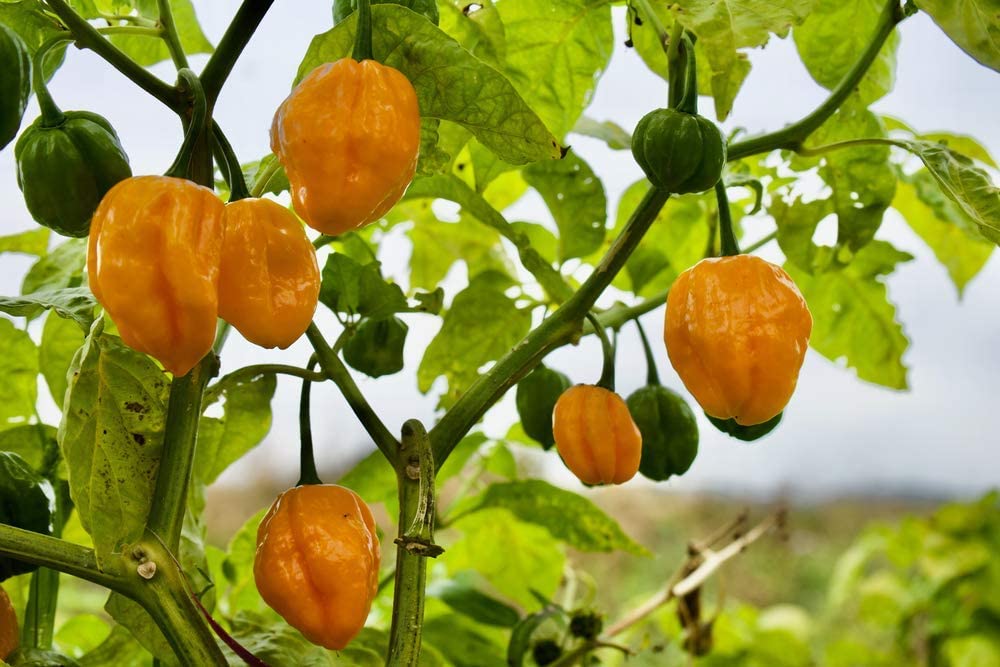 Lemon Habañero Hot Pepper, 25 Heirloom Seeds Per Packet, Non GMO Seeds