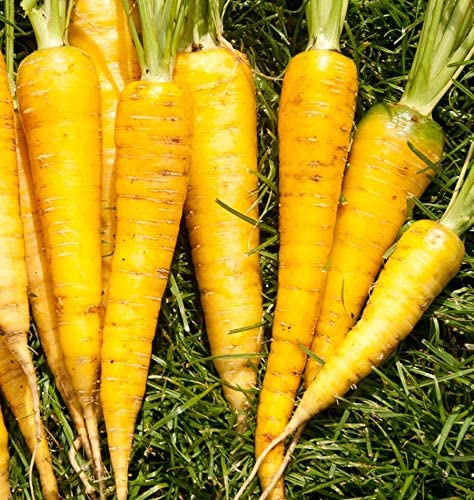 Yellowstone Pelleted Carrot, 100 Heirloom Seeds Per Packet, Non GMO Seeds