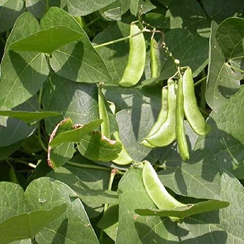 Baby Henderson Lima Beans, 30 Heirloom Seeds Per Packet, Non GMO Seeds