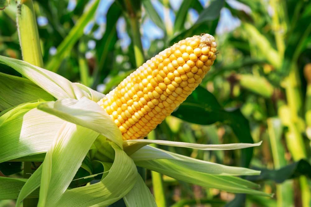 Golden Beauty Yellow Corn, 25+ Seeds Per Packet, Non GMO Seeds, Botanical Name: Zea mays