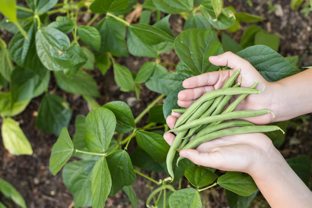 Blue Lake Bush Green Bean Seeds, 50 Heirloom Seeds Per Packet, Non GMO Seeds