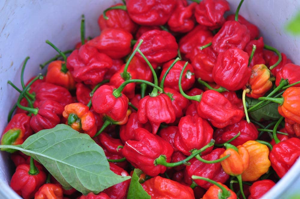 Caribbean Red Habañero, 25 Heirloom Seeds Per Packet, Non GMO Seeds