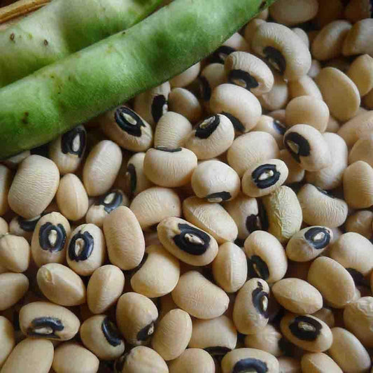 California Black Eye Cowpeas Bush Beans, 50 Heirloom Seeds Per Packet, Non GMO Seeds