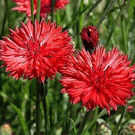 button flower seeds Flower Cornflower Tall Red 200 Non-GMO, Heirloom Seeds
