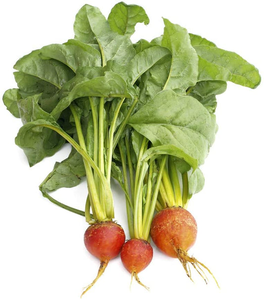 Golden Detroit Beet, 100 Heirloom Seeds Per Packet, Non GMO Seeds