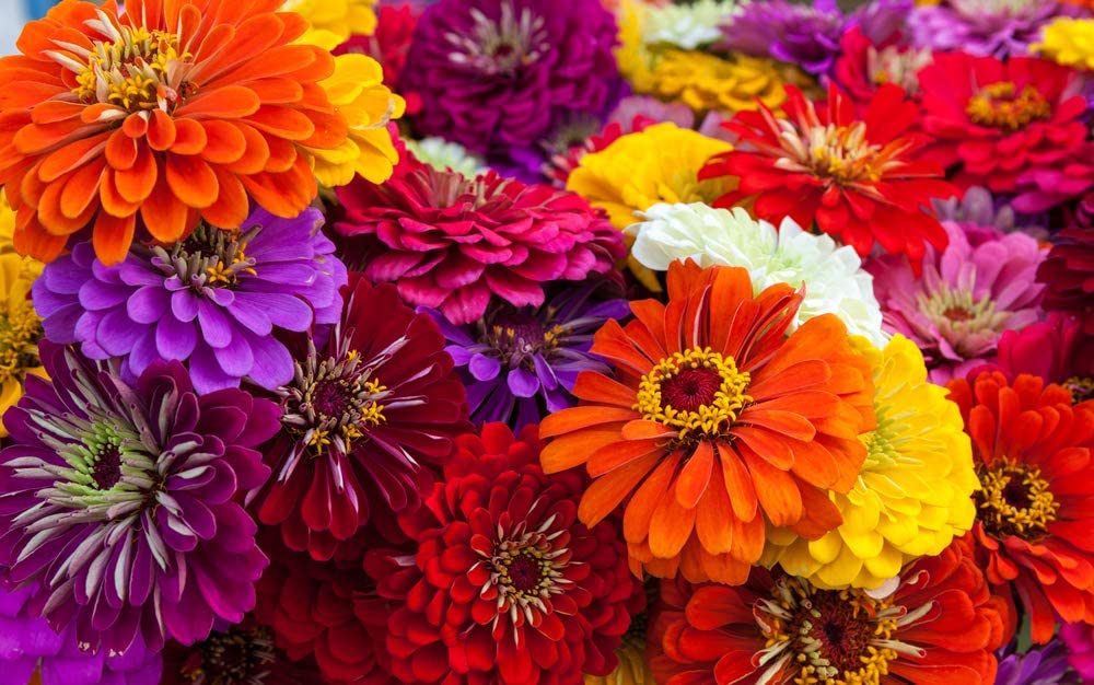 Zinnia California Giants Mix