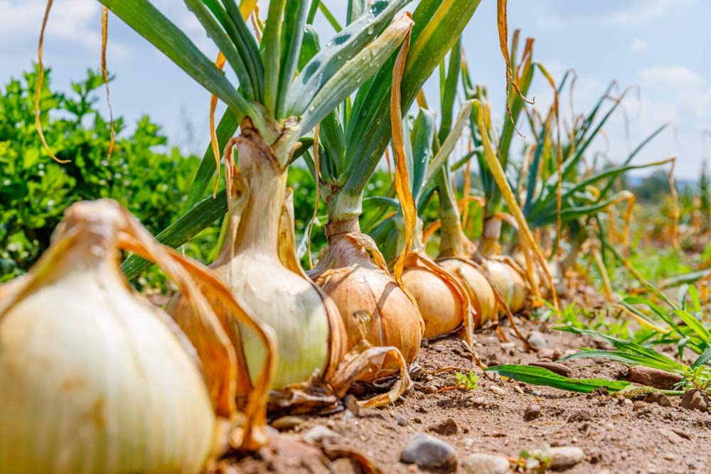 Texas Early Grano Onion, 300 Heirloom Seeds Per Packet, Non GMO Seeds