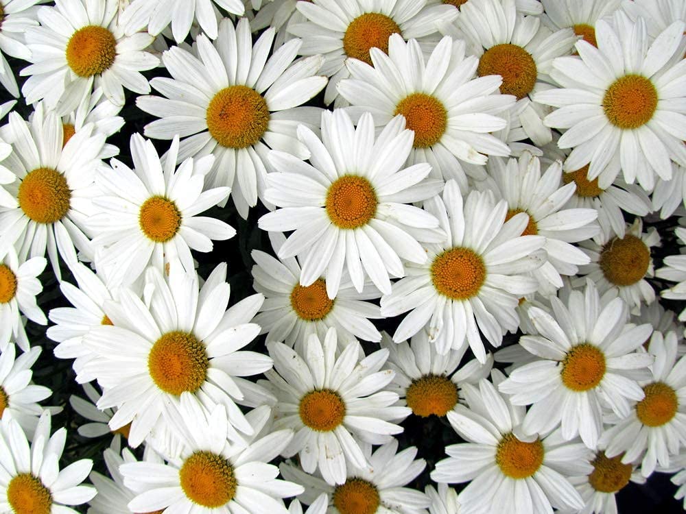 Shasta Daisy Flowers, 1500 Seeds Per Packet, Non GMO Seeds