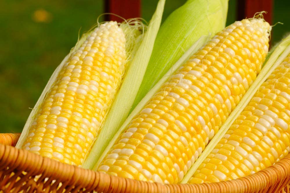 Ambrosia Hybrid Sweet Corn, 50+ Heirloom Seeds Per Packet, Non GMO Seeds, Botanical Name: Zea Mays