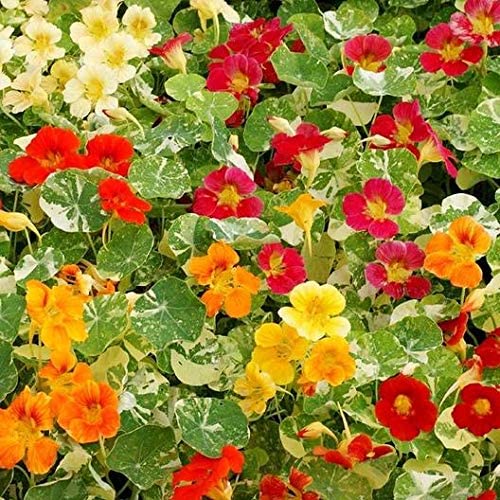 Nasturtium Alaska, 50 Heirloom Seeds Per Packet, Non GMO Seeds
