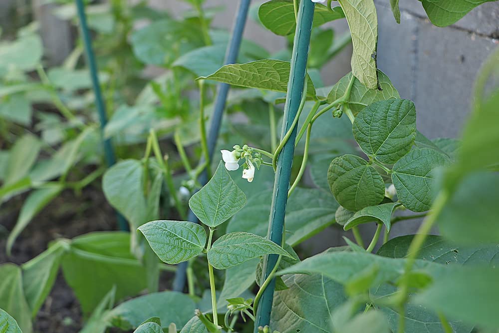 Kentucky Blue pole bean, 30 Heirloom Seeds Per Packet, Non GMO Seeds