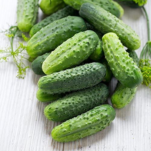 Wisconsin SMR 58 Pickling Cucumber