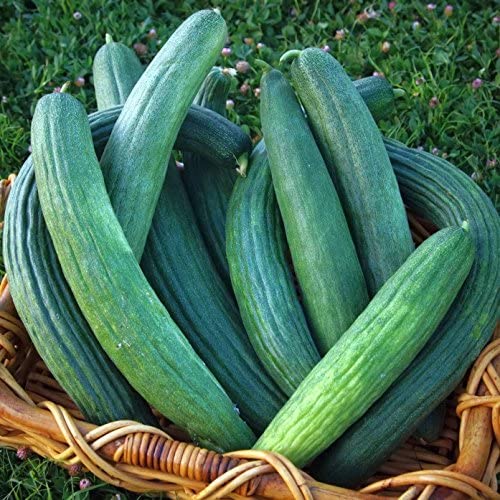 Armenian Dark Green Slicing Cucumber