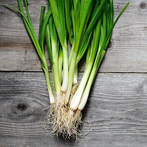 Large American Flag Leek, 500 Heirloom Seeds Per Packet, Non GMO Seeds