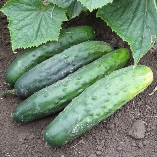 Marketmore 76 Slicing Cucumber