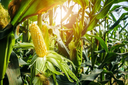 "Awesome XR" Bi-Color Sweet Corn, 50+ Seeds Per Packet, Non GMO Seeds, Botanical Name: Zea mays