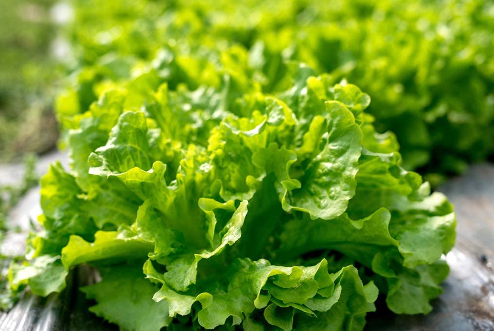 Black Seeded Simpson Lettuce, 1000 Heirloom Seeds Per Packet, Non GMO Seeds