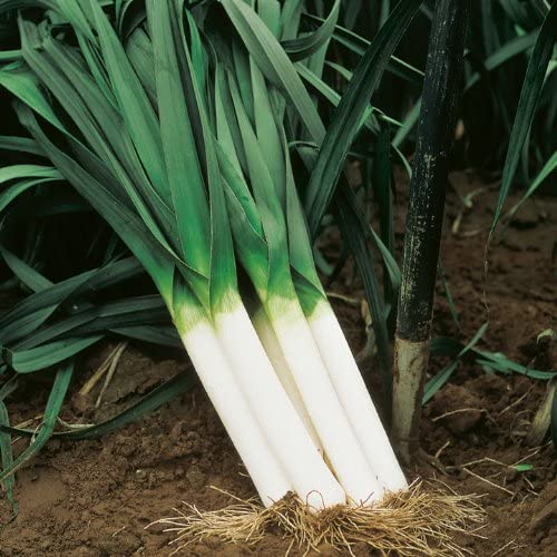 Large American Flag Leek, 500 Heirloom Seeds Per Packet, Non GMO Seeds
